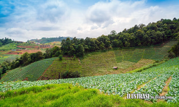 manfaat agroforestry untuk keberlanjutan lingkungan